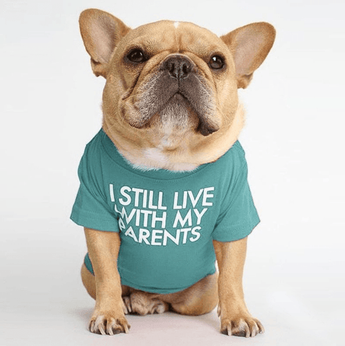 Fido French Bulldog Shirt | Cute Design, Soft Fabric 0