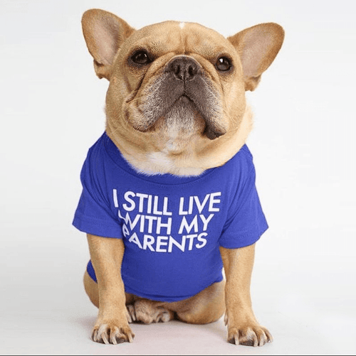 Fido French Bulldog Shirt | Cute Design, Soft Fabric 1