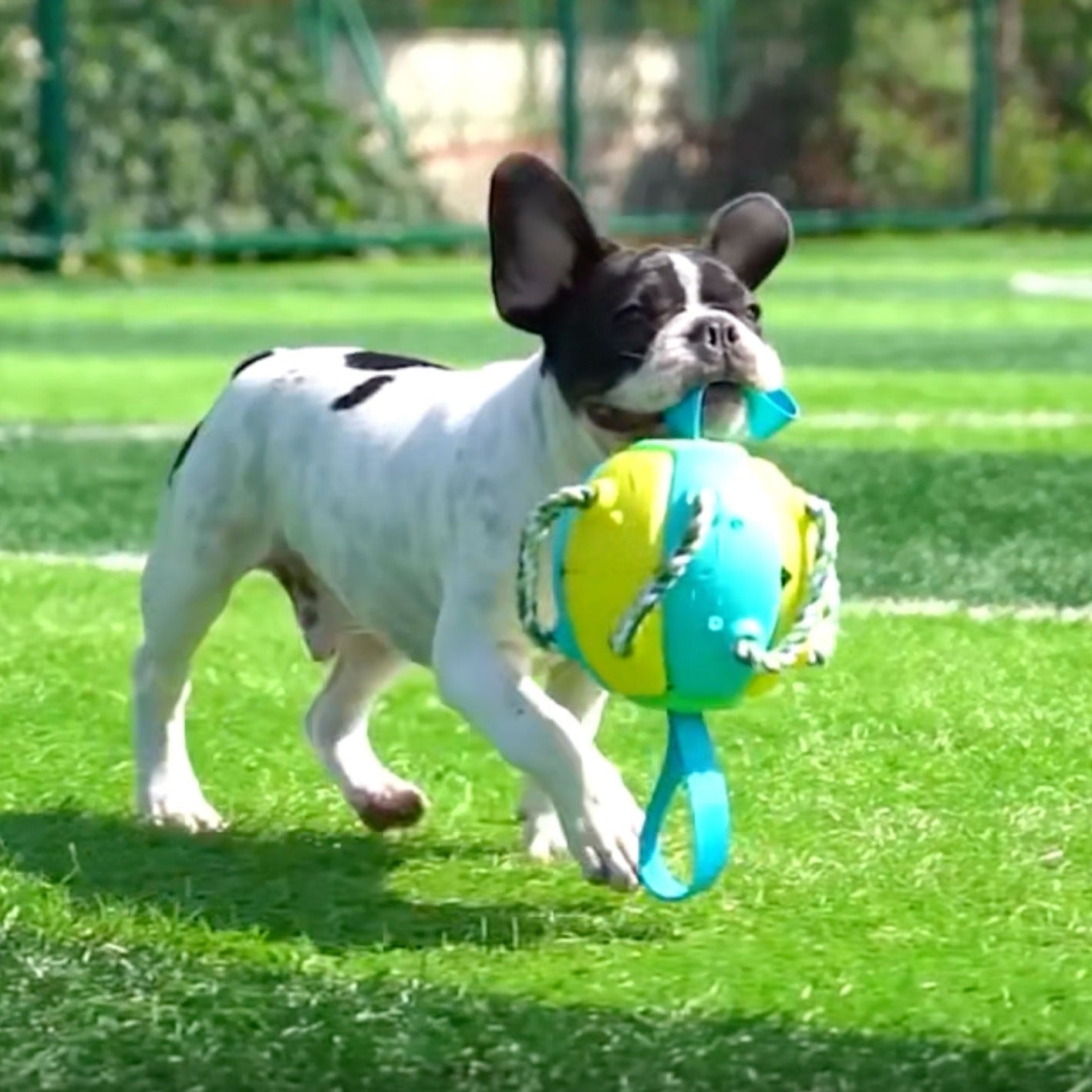 Fido Frenzy Soccer Ball | Interactive Dog Toy, Chew-Resistant, Lightweight 1
