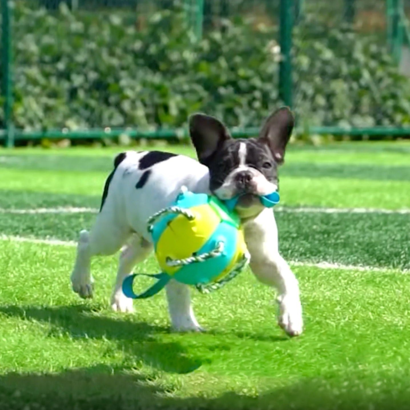 Fido Frenzy Soccer Ball | Interactive Dog Toy, Chew-Resistant, Lightweight 2