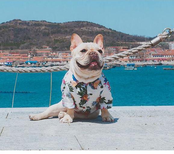Fido Hawaiian Dog Shirt | Breathable Cotton, Easy Slip-On Design 8