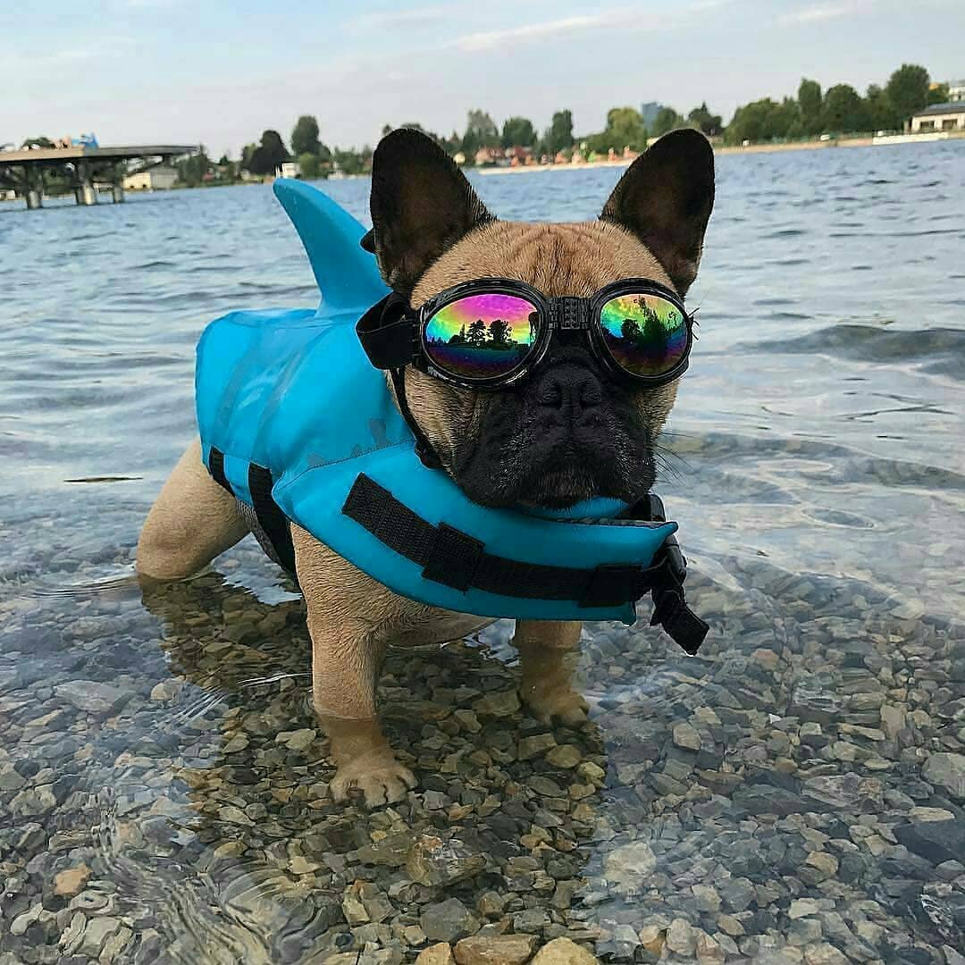 Finn Shark Life Vest | Durable, Buoyant Fabric 4