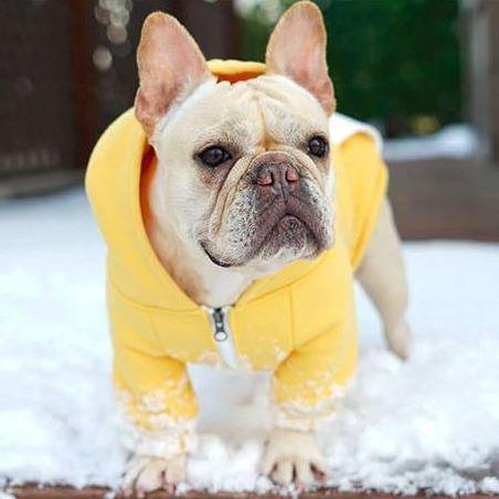 Frodo Dog Hoodie | Cozy Cotton, Tailored Fit for French Bulldogs 4