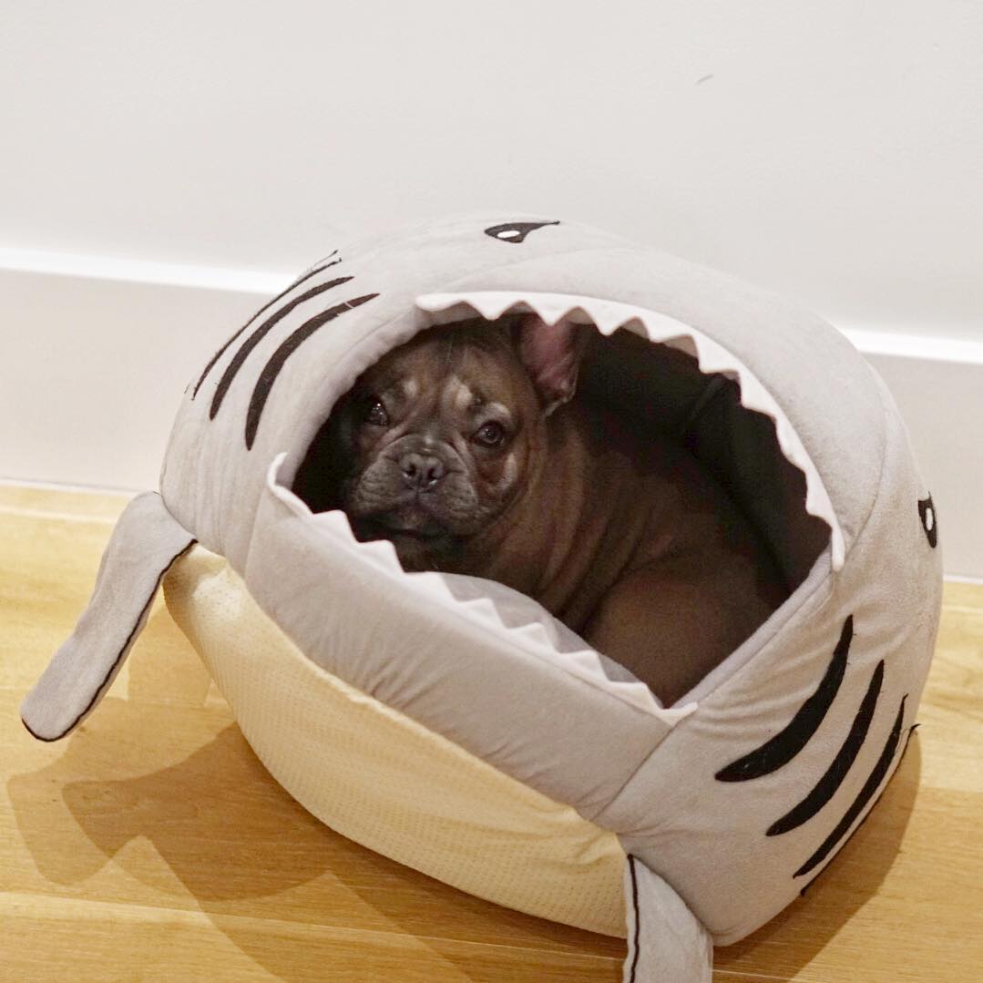 Frodo Shark Dog Bed | Cozy Cave for Small Breeds, Self-Warming Interior 8