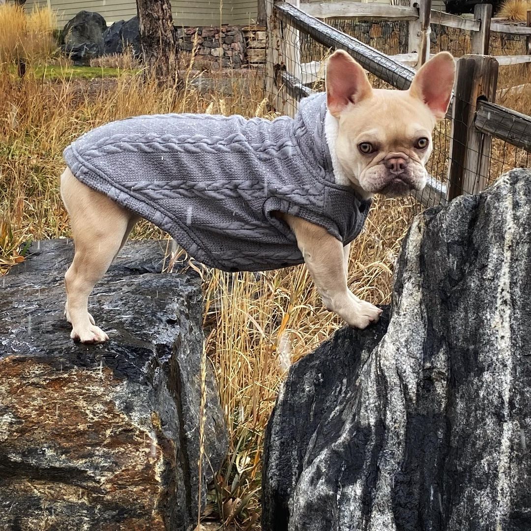 Gizmo Small Dog Sweater | 100% Cotton, Cozy Winter Wear 5