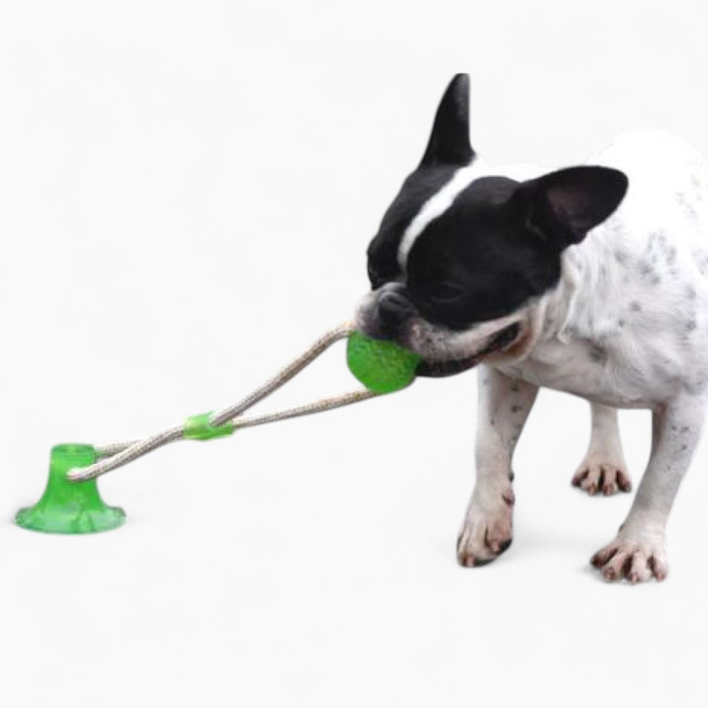 Suction Frenchie TugToy | Bite-Resistant, Engaging Play for Aggressive Chewers 1